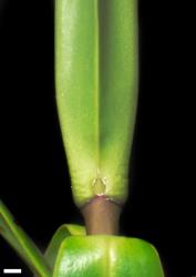 Veronica corriganii. Leaf bud with small, rounded sinus. Scale = 1 mm.
 Image: W.M. Malcolm © Te Papa CC-BY-NC 3.0 NZ